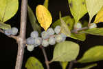 Eastern swamp privet